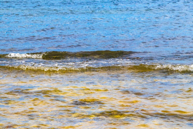 черепаха зелёная синяя вода с камнями кораллы пляж мексико стоковая фотография