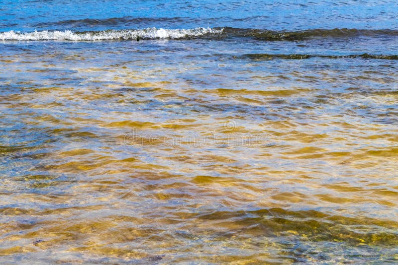 черепаха зелёная синяя вода с камнями кораллы пляж мексико стоковые фото