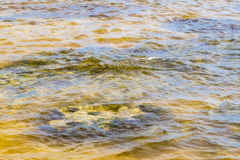 черепаха зелёная синяя вода с камнями кораллы пляж мексико стоковое фото rf