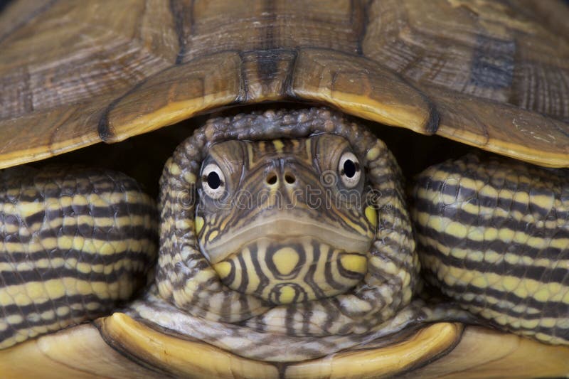 The map turtle is a medium sized, brightly colored turtle species found in the Eastern United States. The map turtle is a medium sized, brightly colored turtle species found in the Eastern United States.