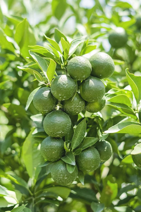 Tangerines or mandarin oranges are oranges that can grow in tropical and subtropical regions. This orange tree has a relatively smaller size compared to other oranges. The flowers can be pollinated with the help of bees, self-pollination, or parthenocarpy & x28;especially in seedless satsuma oranges& x29;. This orange is the ancestor of various types of species and varieties of oranges in the world.[2] Citrus reticulata has several varieties including satsuma or mikan & x28;Citrus unshiu& x29;, clementine, clemenule, or nules & x28;Citrus � clementina& x29;,[3][4] and tangerine & x28;Citrus tangerina& x29;[5] In Indonesia, tangerine production centers can be found in Batu, Jember, and Banyuwangi in East Java, Garut in West Java, South Central Timor in NTT, and Bali.[6]. Tangerines or mandarin oranges are oranges that can grow in tropical and subtropical regions. This orange tree has a relatively smaller size compared to other oranges. The flowers can be pollinated with the help of bees, self-pollination, or parthenocarpy & x28;especially in seedless satsuma oranges& x29;. This orange is the ancestor of various types of species and varieties of oranges in the world.[2] Citrus reticulata has several varieties including satsuma or mikan & x28;Citrus unshiu& x29;, clementine, clemenule, or nules & x28;Citrus � clementina& x29;,[3][4] and tangerine & x28;Citrus tangerina& x29;[5] In Indonesia, tangerine production centers can be found in Batu, Jember, and Banyuwangi in East Java, Garut in West Java, South Central Timor in NTT, and Bali.[6]