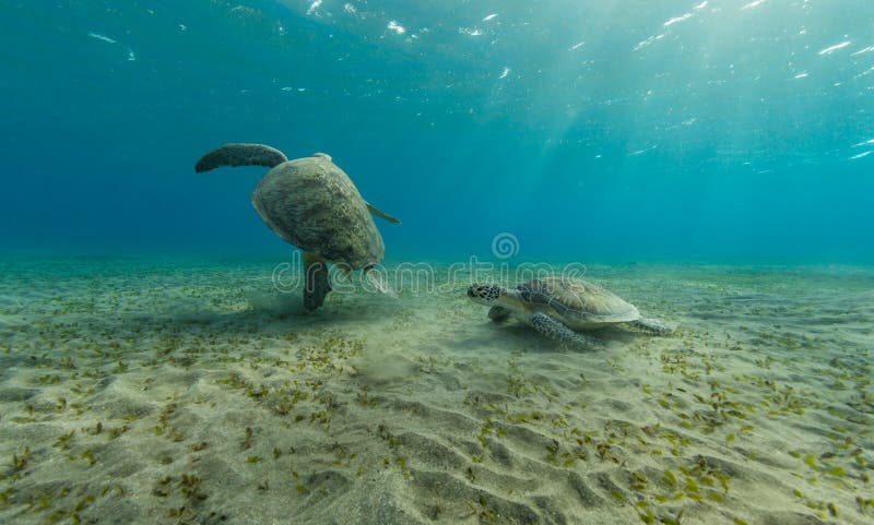 Черепахи Hawksbill играя совместно на песочном дне моря стоковое изображение rf