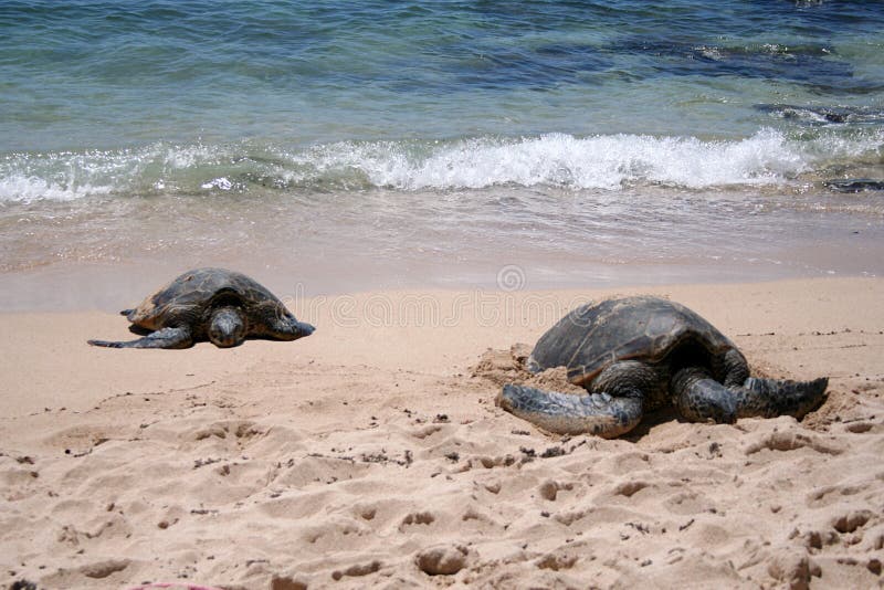 Two sea turtles bask in the sun on a sandy beach on the North Shore of Oahu, Hawaii. Two sea turtles bask in the sun on a sandy beach on the North Shore of Oahu, Hawaii.