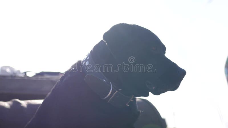 Черная большая любознательная собака в красивом воротнике сидит на природе и смотрит вокруг 4k, 3840x2160