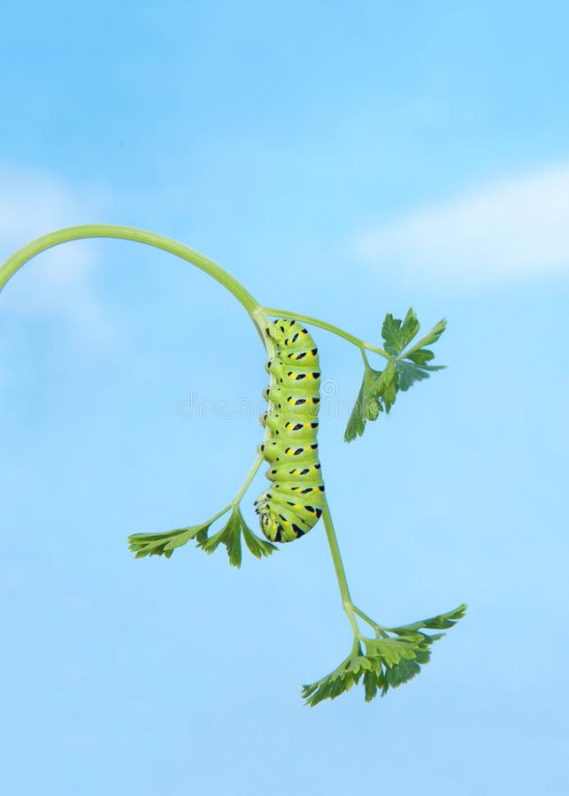 Черная гусеница Swallowtail на петрушке вверх ногами стоковое изображение rf Черная гусеница Swallowtail на петрушке вверх ногами стоковое изображение rf