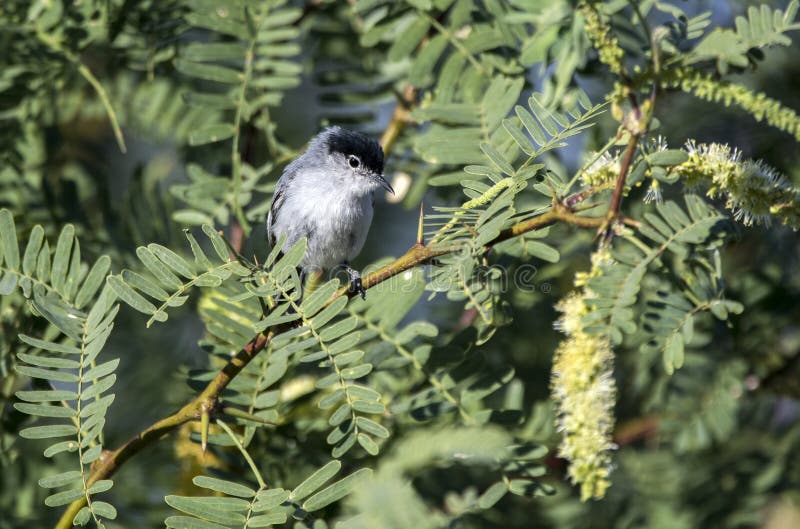 Черная замкнутая птица Gnatcatcher, Tucson Аризона стоковая фотография rf Черная замкнутая птица Gnatcatcher, Tucson Аризона стоковая фотография rf