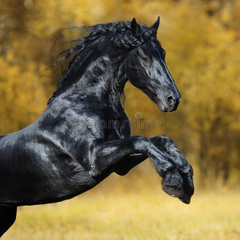 Черная игра лошади Friesian в древесине осени золота стоковые изображения rf