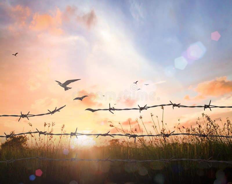 Silhouette of bird flying and barbed wire over meadow sunset background. Silhouette of bird flying and barbed wire over meadow sunset background