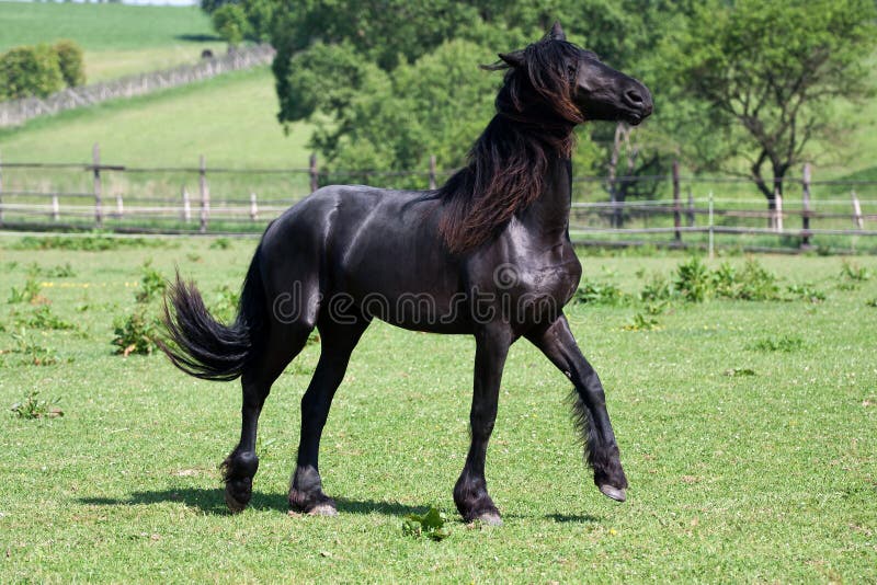 черная лошадь friesian стоковая фотография черная лошадь friesian стоковая фотография