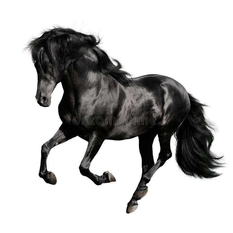 черная лошадь gallop изолировала бега белые стоковые фото черная лошадь gallop изолировала бега белые стоковые фото