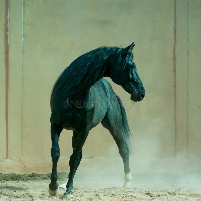 The Black horse in the indoors arena. The Black horse in the indoors arena