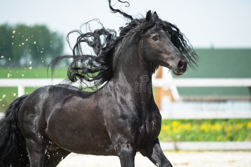 Черная лошадь Friesian, portrain в движении стоковое фото Черная лошадь Friesian, portrain в движении стоковое фото