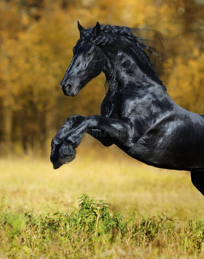 Черная лошадь игры породы Friesian в осени wo золота стоковое фото rf