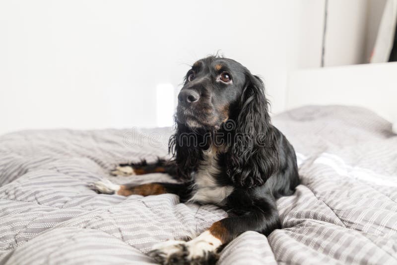 Черная собака Spaniel на пальто серой ткани декоративном и подушки для скандинавского стиля кладут в постель в доме или гостинице стоковое изображение Черная собака Spaniel на пальто серой ткани декоративном и подушки для скандинавского стиля кладут в постель в доме или гостинице стоковое изображение