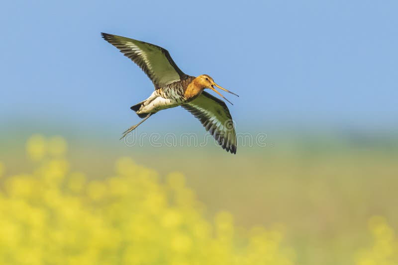 Черно-замкнутый Limosa Limosa веретенника в полете стоковое изображение rf