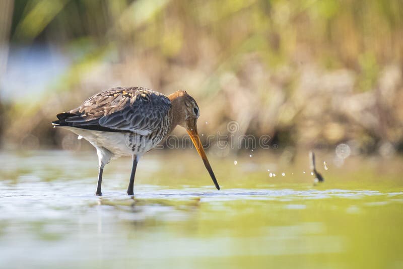 Черно-замкнутый Limosa Limosa веретенника фуражируя в воде стоковое изображение rf