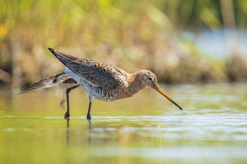 Черно-замкнутый Limosa Limosa веретенника фуражируя в воде стоковые фото