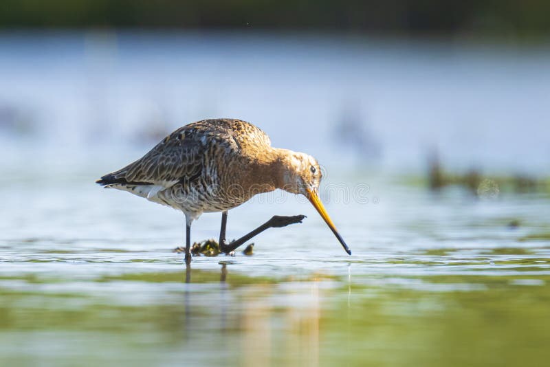 Черно-замкнутый Limosa Limosa веретенника фуражируя в воде стоковая фотография rf