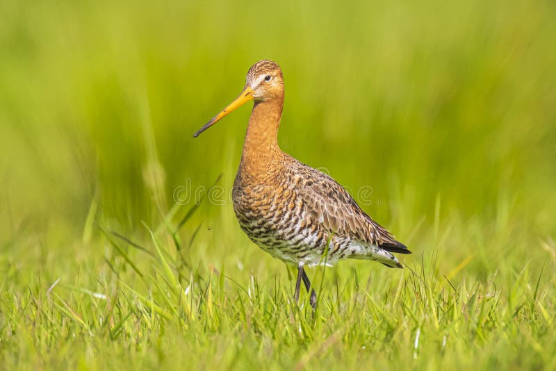 Черно-замкнутый Limosa Limosa веретенника фуражируя в зеленом луге стоковые изображения