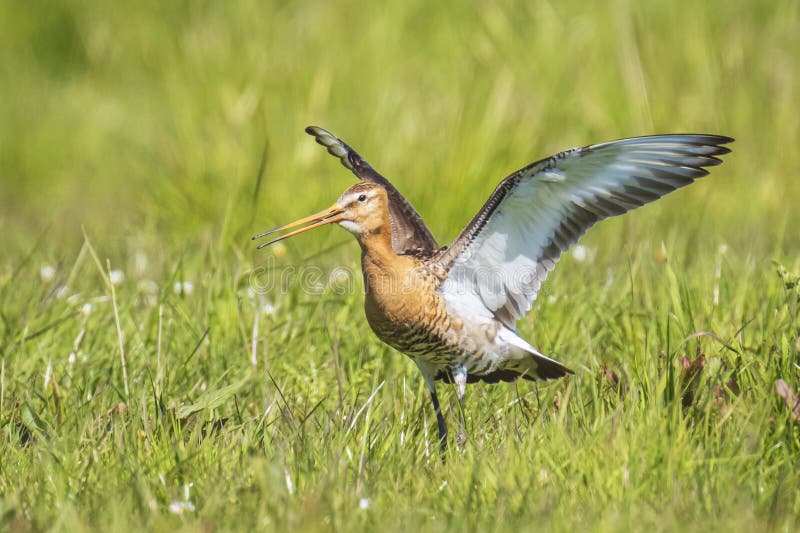 Черно-замкнутый Limosa Limosa веретенника фуражируя в зеленом луге стоковые изображения rf