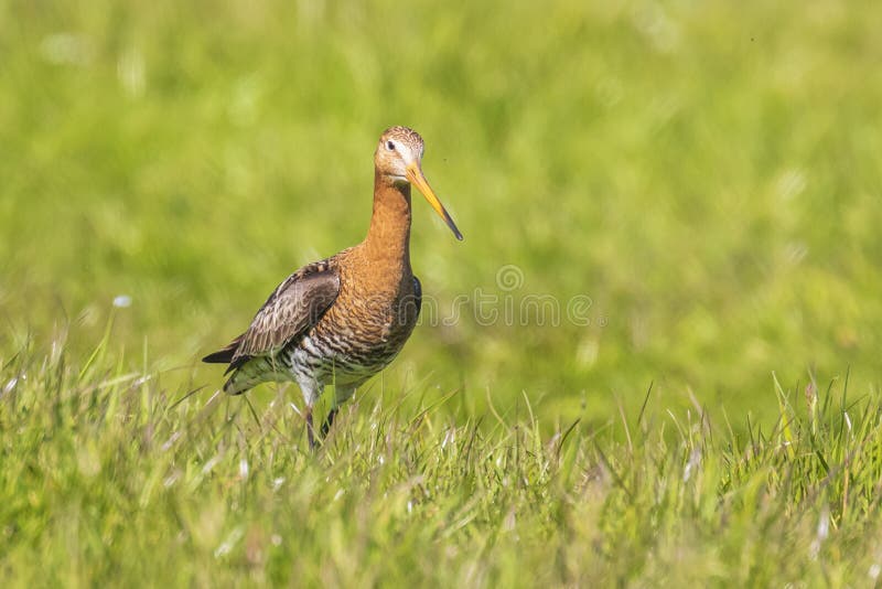 Черно-замкнутый Limosa Limosa веретенника фуражируя в зеленом луге стоковые фотографии rf