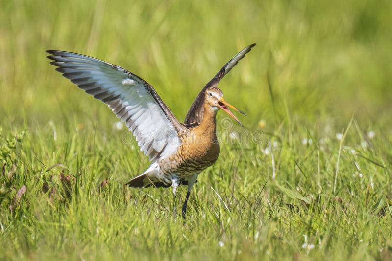 Черно-замкнутый Limosa Limosa веретенника фуражируя в зеленом лугу стоковая фотография rf