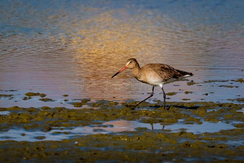 Черно-замкнутый веретенник, limosa Limosa, wader Великобритания стоковая фотография rf