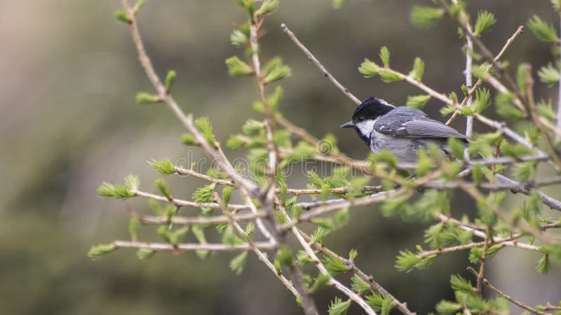 Черно-покрытый chickadee вполне деталей на ветви стоковая фотография rf Черно-покрытый chickadee вполне деталей на ветви стоковая фотография rf