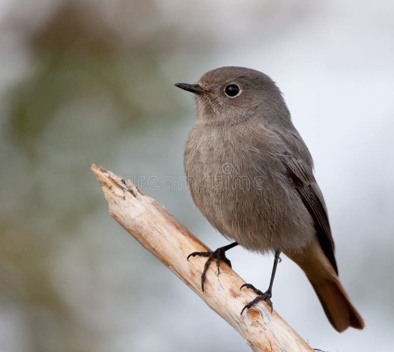 черное redstart стоковые изображения черное redstart стоковые изображения
