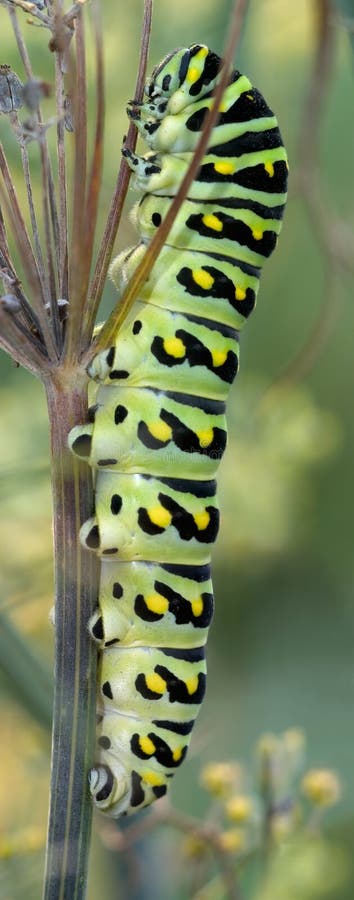 Brightly Colored Caterpillar, Black Swallowtail, Papilio polyxenes. Brightly Colored Caterpillar, Black Swallowtail, Papilio polyxenes