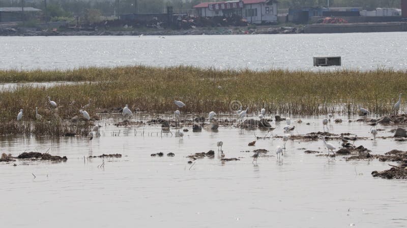Черное гнездовье ходулей и Egrets шеи в рыбацком поселке северном Китае схвата Bai стоковое фото rf Черное гнездовье ходулей и Egrets шеи в рыбацком поселке северном Китае схвата Bai стоковое фото rf