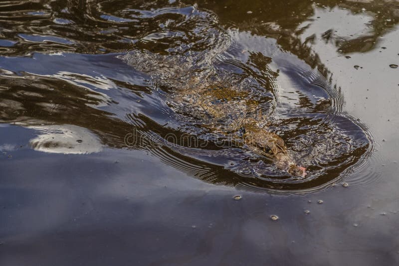 Черное плавание аллигатора в озере в джунглях Эквадорца Амазонки