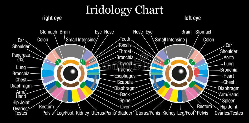 Iris diagnostic or iridology chart with accurate description of the corresponding internal organs and body parts. Isolated vector illustration on black background. Iris diagnostic or iridology chart with accurate description of the corresponding internal organs and body parts. Isolated vector illustration on black background.