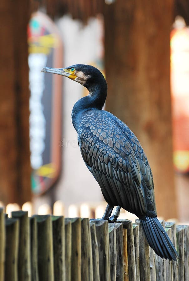черный cormorant стоковые изображения rf черный cormorant стоковые изображения rf