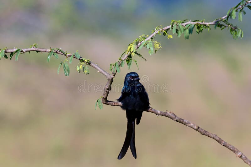 Черный Drongo садить на насест на дереве Shailendra стоковая фотография Черный Drongo садить на насест на дереве Shailendra стоковая фотография