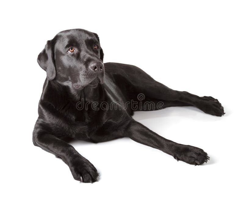 Черный Retriever Лабрадора стоковое фото rf