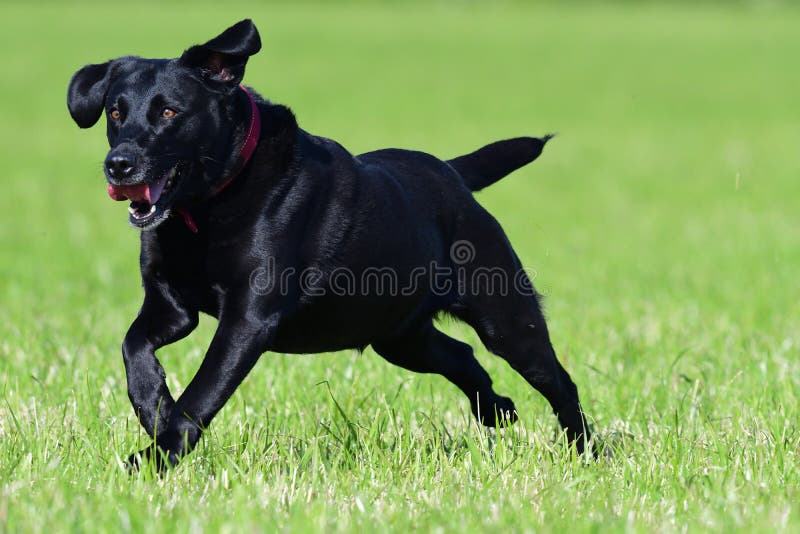 Черный retriever Лабрадор. Действие сняло молодого черного retriever Лабрадор бежать через поле