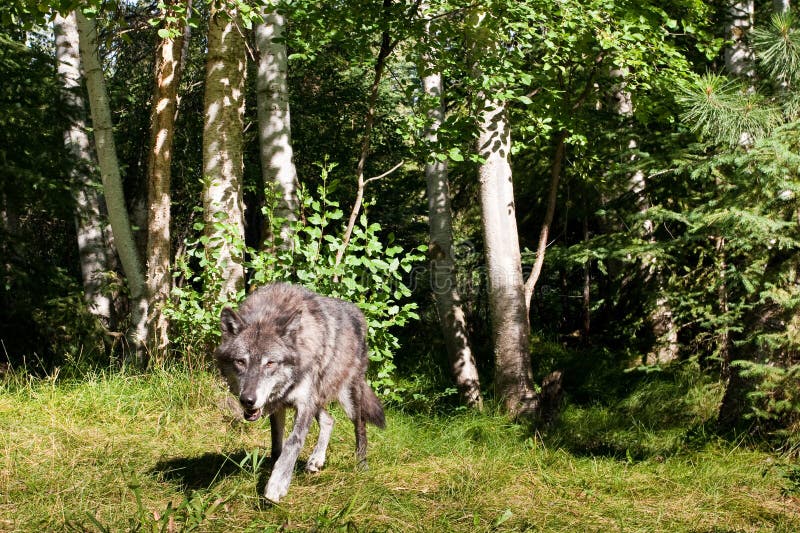 Adult Black Wolf Stalking in Forested Setting. Adult Black Wolf Stalking in Forested Setting