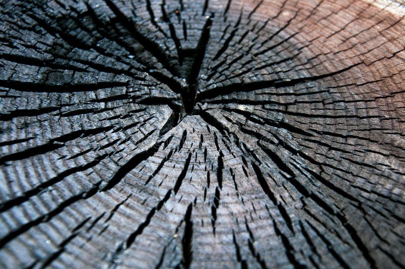 Black cut of a tree. In the cracks. Burnt wood stump. Black cut of a tree. In the cracks. Burnt wood stump