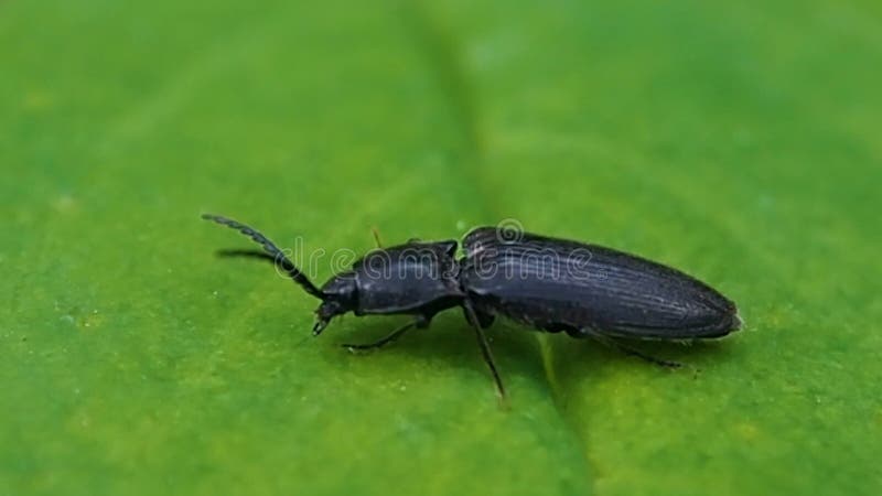 Черный жук на зеленых лист.