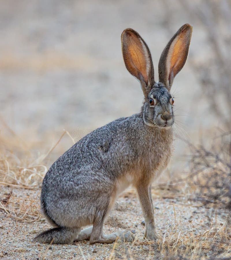 Черный замкнутый Jackrabbit стоковое фото