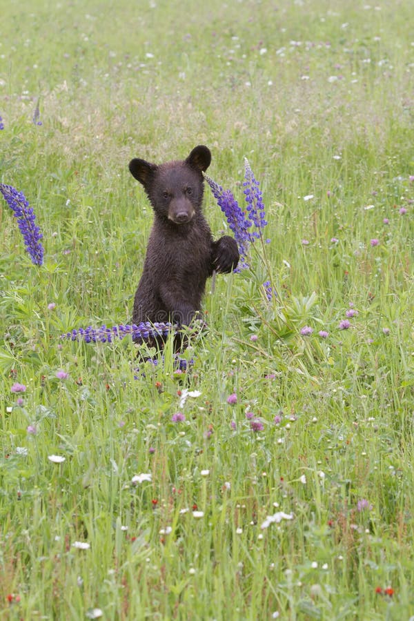 Черный медведь Cub играя с Wildflowers стоковое фото rf