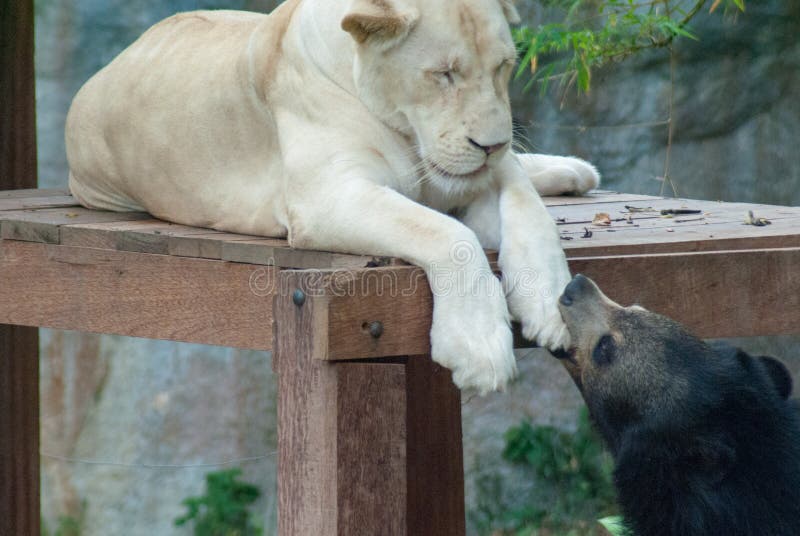 Черный медведь шаловливо сдерживает лапку белого женского льва который napping на деревянной палубе