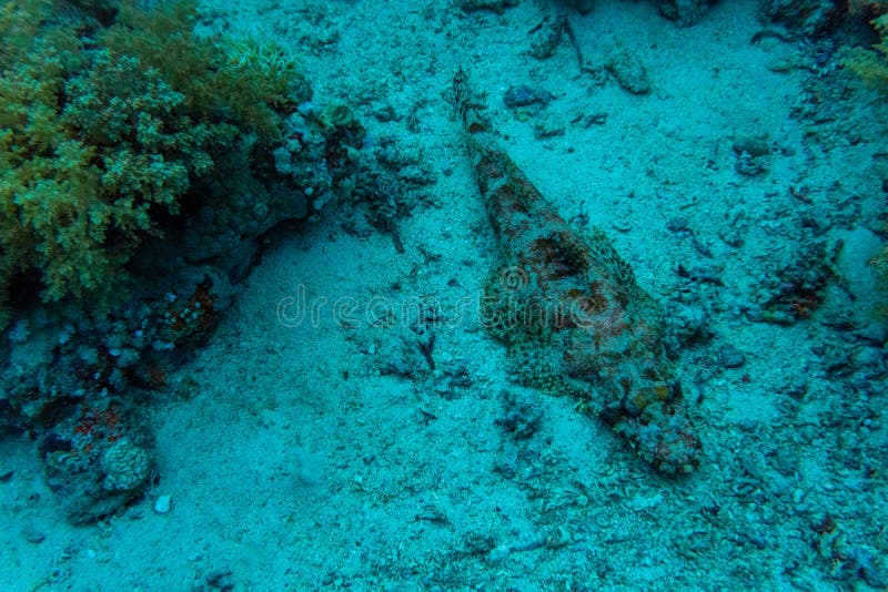 Черный морской окунь в морской воде Природа моря стоковое изображение Черный морской окунь в морской воде Природа моря стоковое изображение
