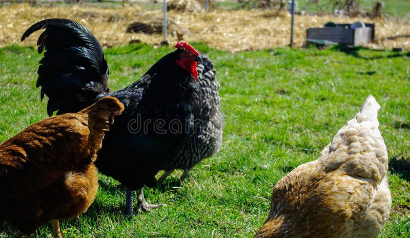 Черный петух australorp с курицами стоковая фотография rf Черный петух australorp с курицами стоковая фотография rf