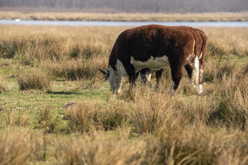 2 White and brown cows eat fresh grass in the sunlight. They graze in a nature reserve in the wild, water and forest in the background. 2 White and brown cows eat fresh grass in the sunlight. They graze in a nature reserve in the wild, water and forest in the background.