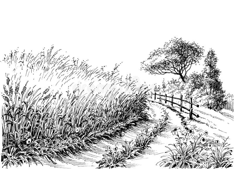 Wheat field on the side of the road drawing. Wheat field on the side of the road drawing