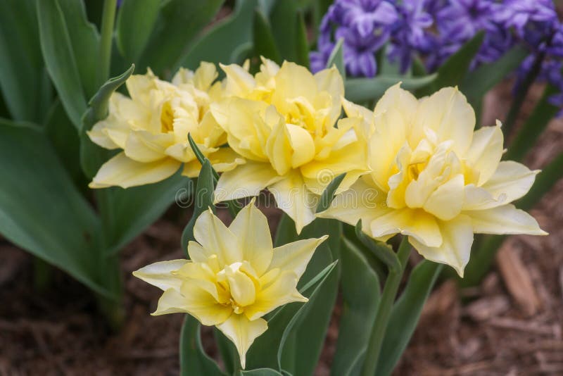 Член wilden daffodil стоковые фото