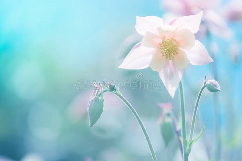 Чувствительный пинк цветка Aquilegia против голубой предпосылки Мягкий селективный фокус Художническое изображение цветков outdoo стоковые изображения