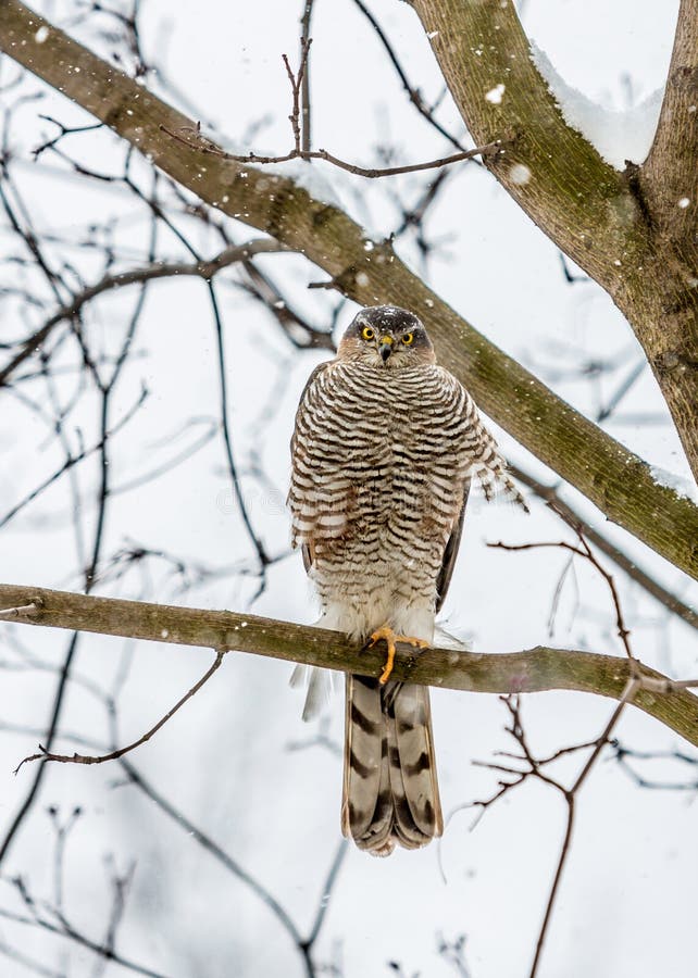 Чужеземец Фалкон (peregrinus Falco). стоковое изображение rf Чужеземец Фалкон (peregrinus Falco). стоковое изображение rf